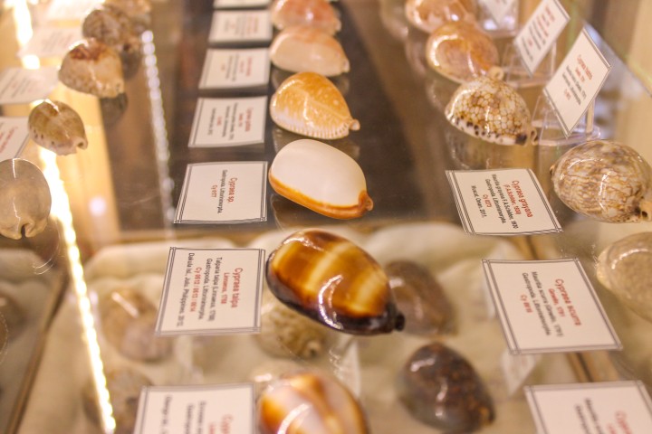 A.Svilāna kolekcijas izstāde "Gliemežvāki smiltīs"